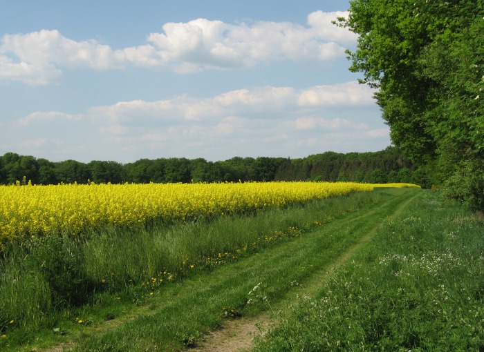 Rapsfeld neben Bahndamm am Vilser Holz, am 12.05.2008