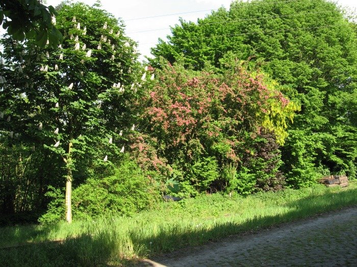 Baumblüte am Bahnhof Heiligenberg, um 17:00h am 12.05.2008