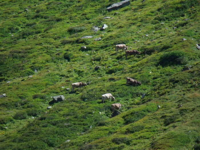 Auf diversen Aufnahmen sind die Glocken der Kuhherden auf den recht steilen Bergwiesen am Reusstal zu hören, deshalb auch hier mal ein Foto einer kleinen Gruppe...