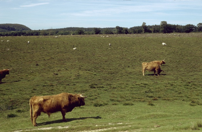 Shetlands in der Heide + sheep