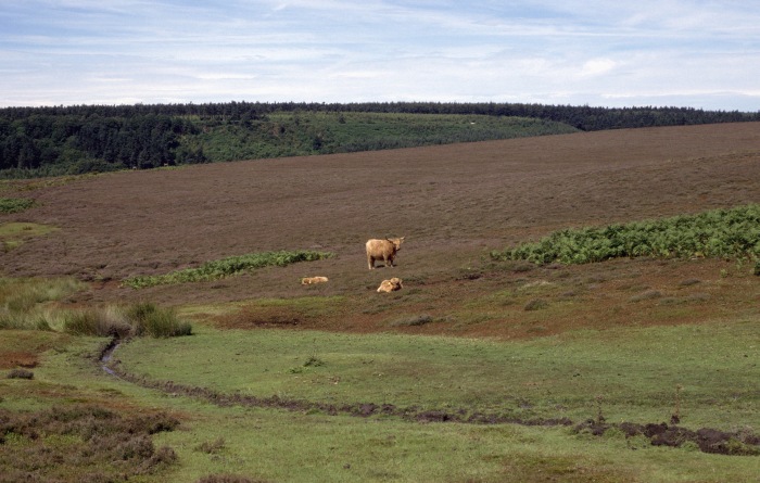 Shetlands in der Heide