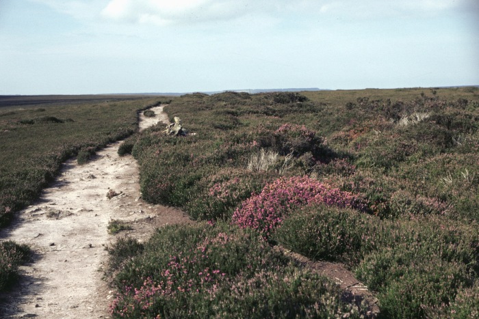 Hochmoor bei Goathland mit footpath