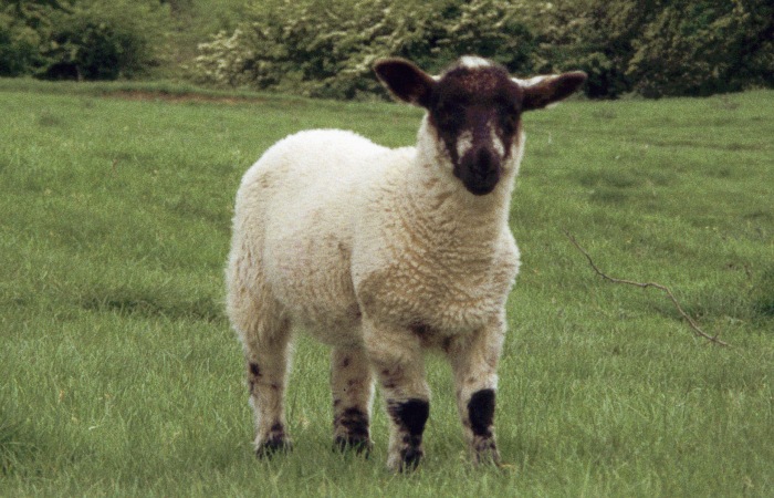 lamb nahe Green End farm