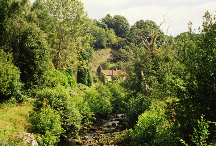 Eller Beck bei Beck Hole