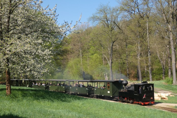 99 3317 Tv kommt mit erstem Zug aus Weißwasser bergab gerollt, in den Kurven an der Obstbaumwiese am Waldrand oberhalb von Bad Muskau, um 10:44h am 20.04.2025