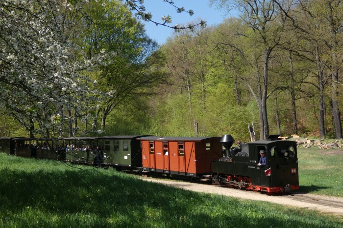 99 3315 Tv abwärts mit Zug Weißwasser→Bad Muskau in der Kurve an der Obstbaumwiese vor Muskau, um 11:47h am 20.04.2025
