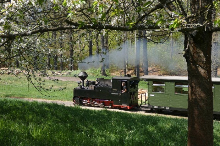 99 3317  mit Zug Muskau→Weißwasser in der Kurve an der Obstbaumwiese hinter Bad Muskau, um 13:52h am 20.04.2025
