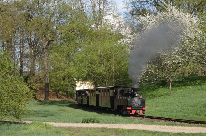 99 3317  mit Zug nach Weißwasser in der Kurve an der Obstbaumwiese hinter Bad Muskau, aber hier nun wieder von Waldseite aus fotografiert, um 16:49h am 20.04.2025