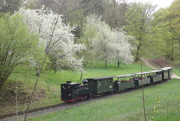 99 3315 Tv mit Zug Weißwasser→Bad Muskau abwärts fahrend in der Kurve an der Obstbaumwiese vor Muskau, um 17:53h am 20.04.2025