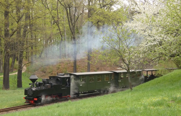 99 3317 mit erstem Zug des Tages Richtung Weißwasser in der Steigung Kurve am Waldrand und - wie schon von vielen Aufnahmen zuvor bekannte - Obstbaumwiese, um 10:45h am 21.04.2025