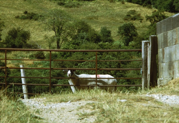 sheep spying... sheep spying...