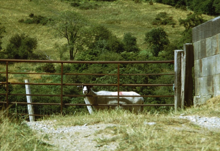 sheep spying...